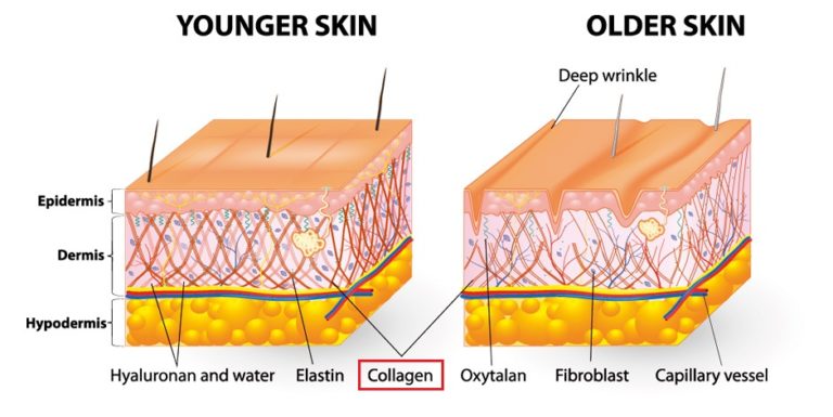 Collagen là gì? Thực phẩm bổ sung collagen tự nhiên