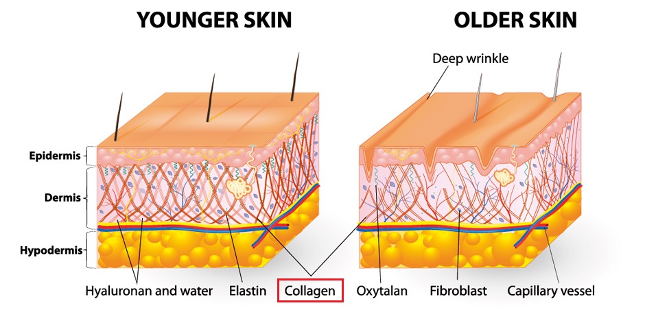 collagen được chiết xuất từ đâu