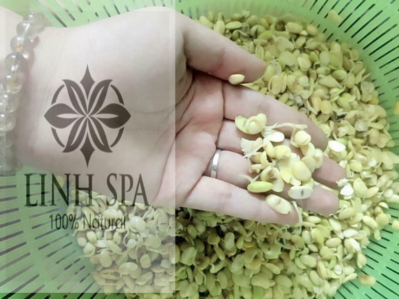 mam-dau-nanh-241-3-ngoisao.vn-w580-h435 2 Mầm đậu nành, Tác dụng của Mầm đậu nành, Linh Spa